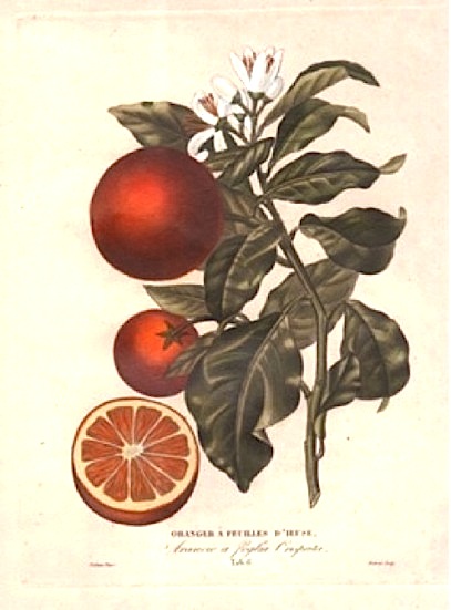 Poiteau Pierre Antoine (1766-1854) Oranger à  feuilles d'ieuse - Arancio a foglia crispata 1818-1820 Parigi